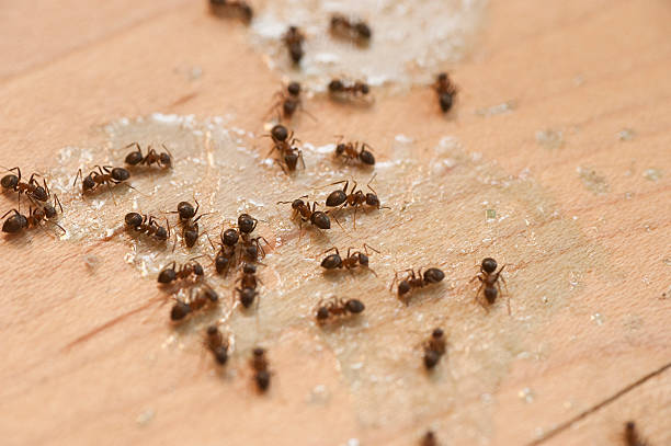 Best Pest Control for Restaurants  in Millersville, TN